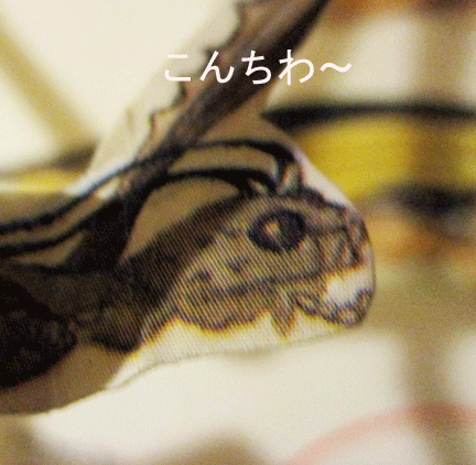 イメージ 63